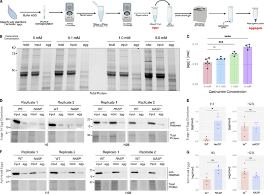A multi-part image depicts protein aggregation and analysis in wild-type and NASP mutant samples.