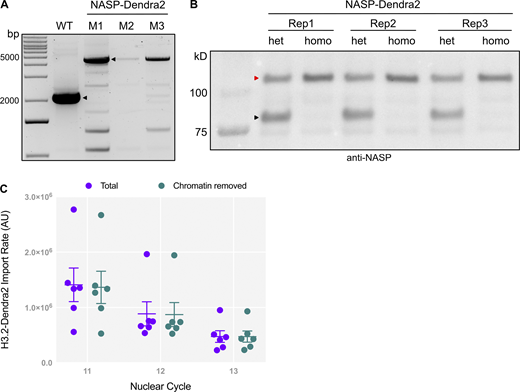 Validation of NASP-Dendra fly line. (A) PCR analysis of the NASP endogenous locus shows ∼3 kb shift in the NASP-Dendra–tagged flies as compared with the WT flies. M1—male #1, M2—male #2, and M3—male #3. (B) Western blot analysis of ovary extracts from heterozygous (het) and homozygous (homo) NASP-Dendra female flies confirm the expression of NASP-Dendra (red arrowhead represents Dendra-tagged NASP, and the black arrowhead represents WT NASP). Three biological replicates are labelled as Rep1, Rep2, and Rep3. (C) H3.2 Dendra nuclear import rates are calculated from unnormalized total nuclear intensities (purple) and non-chromatin–associated intensities (teal). Source data are available for this figure: SourceData FS2. Refer to the image caption for details.
