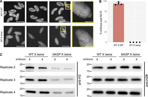 Embryos laid by WT females crossed to twine-mutant males fail to develop. (A) Representative images of DAPI-stained eggs from WT females crossed to WT males (WT X WT) and WT females crossed to twine-mutant males (WT X twine). Imaging was performed at 10X or 60X (yellow boxes). Scale bars represent 500 and 83 µm (inset). (B) Percentage of eggs laid that progress past nuclear cycle 10 from WT X WT and WT X twine-mutant crosses. (C) Western blot analysis of activated eggs collected from WT or NASP-mutant females crossed to twine-mutant males used in quantification in Fig. 4 B (replicates 3 and 4). Embryos indicate the number of embryos used for the western blots. Source data are available for this figure: SourceData FS3. Refer to the image caption for details.