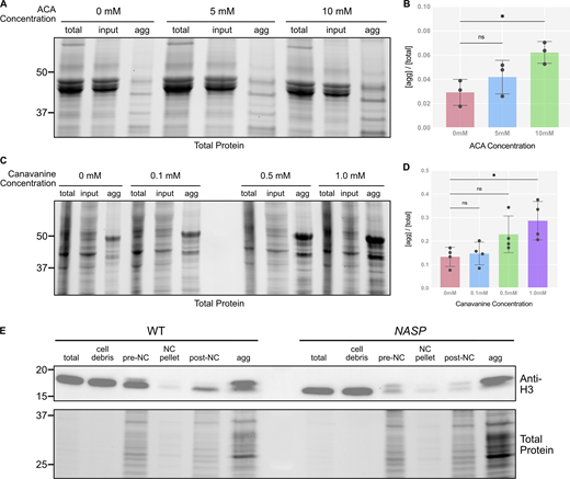 Validation of aggregate isolation assay. (A) SDS-PAGE analysis for total, input, and aggregate fractions from ovaries collected from WT female flies and treated with different concentrations of azetidine-2-carboxylic acid. (B) Ratios of the aggregated fractions relative to the total protein at different azetidine-2-carboxylic acid concentrations quantified from the SDS-PAGE. N = 3 biological replicates. Data represent the mean ± standard deviation (SD). Statistical difference between groups was analyzed by employing a one-way ANOVA Dunnett’s multiple comparisons test. (C) SDS-PAGE analysis for total, input, and aggregate fractions from S2 cells treated with different concentrations of canavanine. (D) Ratios of the aggregated fractions relative to the total protein at different canavanine concentrations quantified from the SDS PAGE. N = 4 biological replicates. Data represent the mean ± standard deviation (SD). Statistical difference between groups was analyzed by employing a one-way ANOVA Dunnett’s multiple comparisons test. (E) Western blot for H3 levels at different fractions of the aggregate isolation assay in WT and NASP stage 14 egg chambers. The total and cell debris fractions are diluted 1:10 to prevent saturation of the chemiluminescent signal. In the figure panels, ns represents a nonsignificant difference, while *P < 0.05. Source data are available for this figure: SourceData FS4. Refer to the image caption for details.