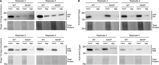 Western blots of histone aggregation across multiple replicates. (A) Western blot analysis for input and aggregate fractions from stage 14 egg chambers from WT and NASP mutant female flies used in quantification in Fig. 4 E (replicates 3 and 4). (B) Western blot analysis for input and aggregate fractions derived from activated eggs collected from WT or NASP-mutant females crossed to twine-mutant males used in quantification in Fig. 4 G. (Replicates 3 and 4). Source data are available for this figure: SourceData FS5. Refer to the image caption for details.