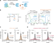 A multi-panel figure presents various analyses of chromosome segregation and securin degradation dynamics in cells.
