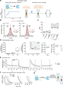 A multi-panel figure shows a stochastic cohesin cleavage model explaining variability and resulting in asynchronous chromosome separation dynamics.