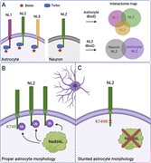A multi-panel diagram illustrating the role of Nedd4l in astrocyte morphogenesis through the interaction with neuroligins.
