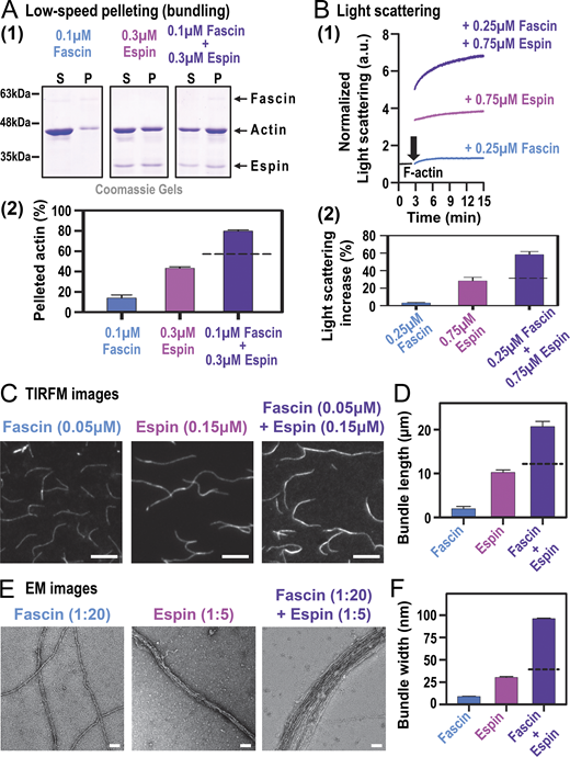 A multi-panel image depicts the synergistic effects of fascin and espin on actin bundle formation.