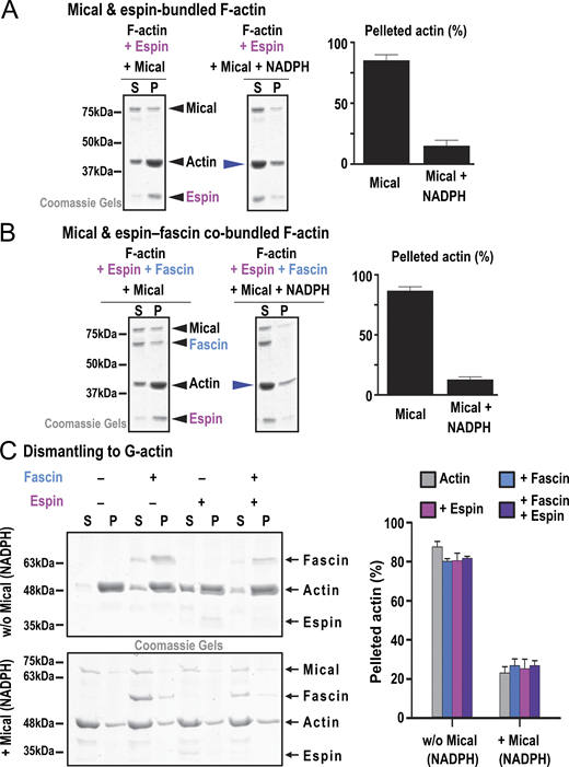 A multi-panel image shows the effect of Mical on protein-bundled F-actin structures.