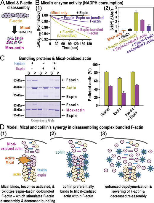 A multi-panel image illustrating the biochemical mechanisms of MICAL and cofilin synergy in disassembling complex F-actin bundles.