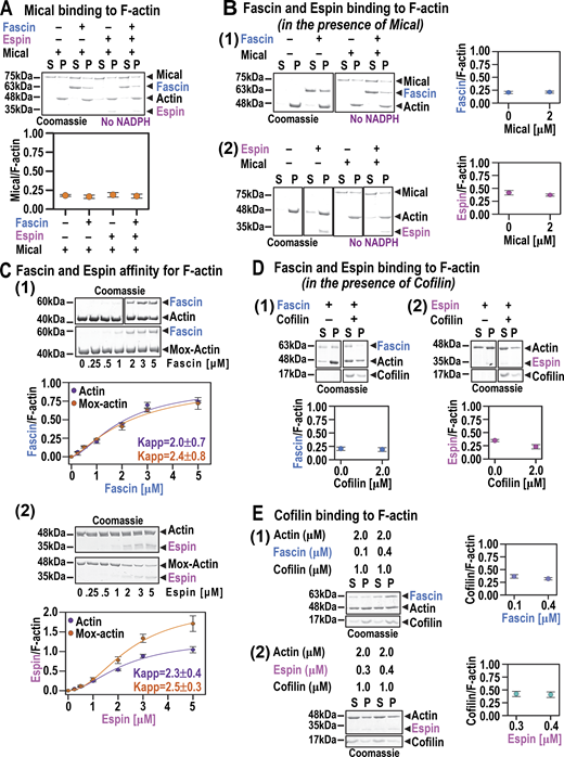 Figure S5. Refer to the image caption for details.