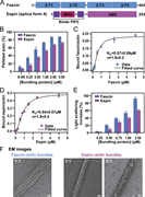 A multi-panel image depicts the structure and function of fascin and espin proteins in bundling actin filaments.