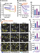 A multi-panel image depicts the effects of Mical on actin filaments bundled by fascin, espin, or both.