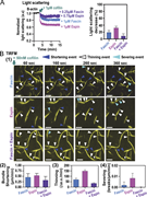 A multi-panel image shows the effects of cofilin on F-actin bundles with fascin, espin, and both.