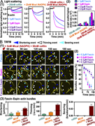 A multi-panel image depicts the effects of Mical and cofilin on actin bundles.