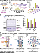 A multi-panel image illustrating the biochemical mechanisms of MICAL and cofilin synergy in disassembling complex F-actin bundles.