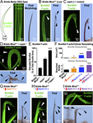 A multi-panel image showing the effects of Mical, espin, and fascin on bundled F-actin in Drosophila bristle cells.