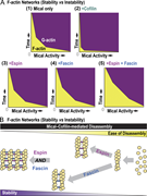 A multi-panel image of F-actin network stability and instability.
