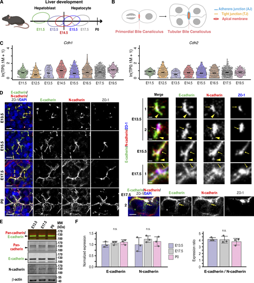 A multi-part image of mouse liver development and cadherin expression.