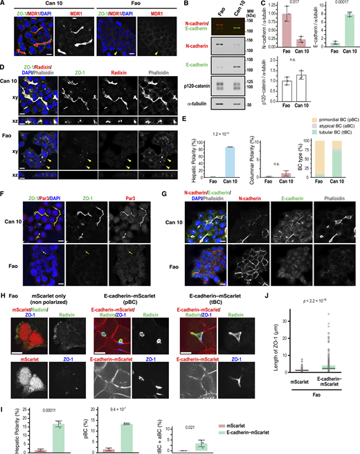 A multi-panel image showing cell polarization and protein expression in Can 10 and Fao cells.