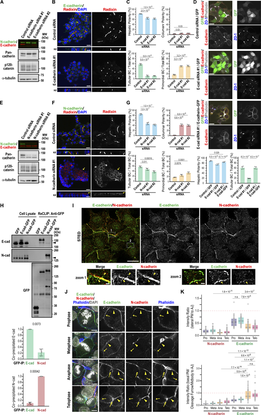 A multi-panel image showing various experiments on E-cadherin and N-cadherin in Can 10 cells.