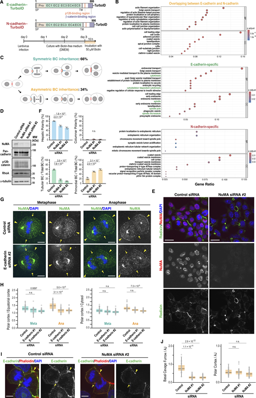 A multi-panel image showing the interplay between E-cadherin and NuMA in cell division.
