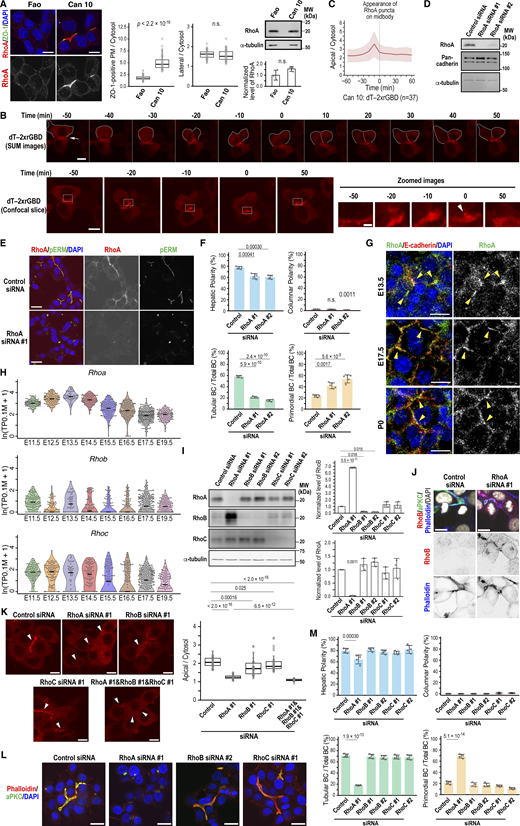 A multi-panel image showing RhoA's role in cell polarization and elongation.
