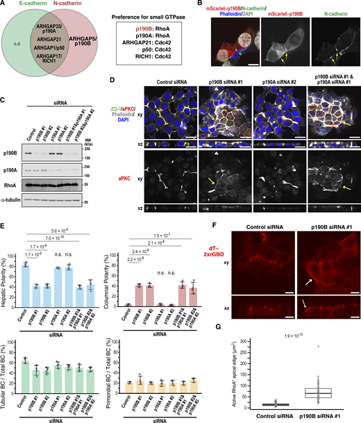 A multi-panel image showing the role of p190B in maintaining hepatic polarity.