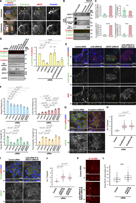 A multi-panel figure shows various experiments on ARVCF and N-cadherin in hepatic cells.
