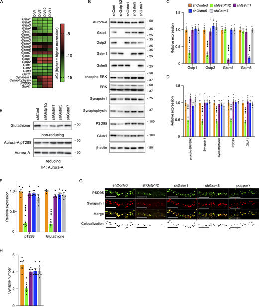 Redox-dependent S-glutathionylation of Aurora-A kinase by Gstp promotes postsynaptic maturation | Journal of Cell Biology