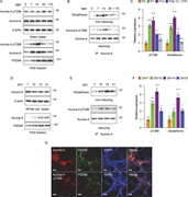 Aurora-A is specifically activated and glutathionylated at the PSD during the peak window of synaptogenesis. (A–C) Developmental profile of Aurora-A modification in the murine brain. (A and B) PSD fractions were prepared from murine cerebral cortex at the indicated postnatal days. Representative immunoblots of PSD fractions (A) and immunoprecipitates (IP) of total Aurora-A (B) are shown. β-Actin serves as a loading control for lysates. (C) Densitometric quantification of T288-phosphorylated and -glutathionylated Aurora-A levels, normalized to total Aurora-A, and shown relative to P0 (mean ± SEM, n = 3 animals per time point). The data reveal a marked increase in both modifications during the peak phase of synaptogenesis (P14). Statistical significance (**P < 0.01; ****P < 0.0001; n.s., P > 0.05) was determined by one-way ANOVA followed by Tukey’s multiple comparisons test. (D–F) Recapitulation of the synaptogenic activation program in primary neurons. (D and F) Whole-cell lysates and PSD fractions from cultured cortical neurons were analyzed at the indicated DIV. Representative immunoblots (D) and immunoprecipitates of total Aurora-A (E) confirm the temporal increase in Aurora-A modifications. (F) Quantified levels of T288-phosphorylated and -glutathionylated Aurora-A relative to DIV7 (mean ± SEM, n = 3 independent experiments). Consistent with the in vivo data, modification levels surge during the period of active synapse formation (DIV 7–14). Statistical significance (*P < 0.05; ***P < 0.001; ****P < 0.0001) was determined by one-way ANOVA followed by Tukey’s multiple comparisons test. (G) Spatial localization of active Aurora-A at the postsynaptic site. Representative photomicrographs of cultured cortical neurons (DIV14) immunostained for total Aurora-A or phosphorylated Aurora-A (pT288; red), MAP2 (blue), and PSD95 (green). Merged images highlight the overlap between Aurora-A and the postsynaptic marker PSD95 (yellow). Quantitative analysis demonstrates that 64.2 ± 4.4% and 42.3 ± 2.7% of PSD95-positive puncta exhibit immunoreactivity for total and active Aurora-A, respectively. Scale bar, 10 μm. Data were pooled from 30 neurons from five independent cultures. Source data are available for this figure: SourceData F1.