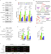 Gstp acts as a kinetic facilitator to ensure efficient redox-dependent Aurora-A activation. (A and B) H2O2 treatment partially restores synaptic marker expression in Gstp-deficient neurons. (A) Representative immunoblots for the indicated proteins. Cortical neurons were transfected with shRNAs targeting Gstp1/2. Gstp knockdown, phosphorylated ERK, and various synaptic markers, were analyzed. β-Actin serves as a loading control. (B) Quantification of ERK phosphorylation (phospho-ERK/total ERK), presynaptic markers synapsin I and synaptophysin, and postsynaptic markers PSD95 and GluA1. All values are normalized to β-actin and relative to mock-transfected controls (mean ± SEM, n = 3). Significant differences from the control (*P < 0.05; **P < 0.01; ***P < 0.001; n.s., not significant, P > 0.05) were determined by one-way ANOVA followed by Tukey’s multiple comparisons test. (C) Representative immunoblot analysis of Aurora-A immunoprecipitates (IP) from the indicated fractions, demonstrating the physical association and modification status of the kinase. (D) Quantification of S-glutathionylated and pT288 Aurora-A levels. Values were normalized to total Aurora-A and expressed relative to the control levels (mean ± SEM, n = 5). Significant differences from control levels (****P < 0.0001; n.s., not significant, P > 0.05) were determined by one-way ANOVA followed by Tukey’s multiple comparisons test. (E and F) H2O2 treatment effectively compensates for the loss of Gstp in synapse formation. Representative images of cortical neurons (DIV14–16) expressing Gstp1/2 shRNAs and double-immunostained for PSD95 and synapsin I. Colocalization panels (bottom panels; black) display double-positive signals (see Fig. S4, A and B). Scale bar, 10 μm. Quantification shows the number of synapses per 10 µm of dendritic length. Significant differences (**P < 0.01; ****P < 0.0001; n.s., not significant, P > 0.05) were determined by one-way ANOVA with Tukey’s post hoc test. Notably, the reduction in synapse formation induced by Gstp knockdown was significantly rescued by H2O2 treatment, returning to levels comparable with those of the control (P > 0.05, shControl vs shGstp + H2O2). This result demonstrates that while nonenzymatic glutathionylation can occur under elevated oxidative conditions, Gstp is required as the essential catalytic facilitator to ensure efficient Aurora-A activation under physiological redox environments. (G) Working model for Gstp-mediated kinetic modulation of postsynaptic maturation. (Upper) Gstp functions as a catalytic regulator by lowering the activation energy barrier (Ea) for site-specific glutathionylation of Aurora-A at C290. This enzymatic catalysis ensures that physiological ROS levels are sufficient to transition the kinase from an inactive state to a primed state. (Lower) In this kinetic regulatory process, Gstp acts as a signal integrator, converting stochastic redox fluctuations into a discrete, committed signal at C290 of Aurora-A. This site-specific modification represents a kinetic priming event, a mechanistic prerequisite for subsequent dimerization and autophosphorylation at T288. Only after this sequential signaling hierarchy of priming and catalytic activation does Aurora-A achieve full catalytic activity to drive the downstream Aurora-A–Mvp–ERK signaling axis, ultimately orchestrating the localized translation of synaptic proteins required for synaptogenesis. Source data are available for this figure: SourceData F10.