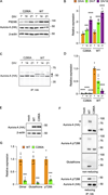 C290 glutathionylation promotes Aurora-A dimerization and autophosphorylation. (A) Cortical neurons from murine E14 embryos were cultured for the indicated number of DIV following adenoviral infection. Representative immunoblots show expression of the indicated molecules, confirming WT and C290A mutant HA-tagged Aurora-A. β-Actin serves as a loading control. (B) Quantification of the postsynaptic marker PSD95, normalized to β-actin, and expressed relative to WT Aurora-A–transfected controls at DIV7 (mean ± SEM, n = 5), demonstrating progressive synapse formation over the culture period. Significant differences from the control (***P < 0.001; ****P < 0.0001) were determined by two-way ANOVA with Sidak’s post hoc test. (C and D) Detection of free thiol groups in HA-Aurora-A using PEG-PCMal. Cultured cortical neurons expressing HA-tagged WT or C290A Aurora-A were lysed with RIPA buffer containing 1 mM PEG-PCMal at 37°C for 30 min at the indicated DIV. HA-Aurora-A was purified, separated by SDS-PAGE, and the gels were irradiated with 302 nm ultraviolet light to cleave the PEG chains. Proteins were transferred to polyvinylidene fluoride membranes and probed with anti-HA antibody. Representative immunoblots (C) showing PEG modification of the free thiol at C290 in WT Aurora-A, resulting in a ∼5 kDa upward shift per labeled thiol, whereas no shift was observed in C290A Aurora-A. PEG-modified bands showing the upward shift are indicated by the filled triangle, while non-modified bands are indicated by the open triangle. These data indicate that the C290 residue of Aurora-A undergoes extensive posttranslational modification specifically during the peak period of synaptogenesis. (D) Quantification of PEG-modified bands (indicated by the filled triangle in C), normalized to β-actin, and expressed relative to WT Aurora-A–transfected controls at DIV7 (mean ± SEM, n = 5). Significant differences from the control (***P < 0.001; ****P < 0.0001) were determined by two-way ANOVA with Sidak’s post hoc test. (E) Immunoblot confirming the expression of WT and C290A mutant HA-tagged Aurora-A in cultured cortical neurons 10 days postadenoviral infection. β-Actin serves as a loading control. (F) Immunoprecipitation (IP) with anti-HA antibody followed by non-reducing immunoblotting reveals glutathionylated Aurora-A and Aurora-A dimers (detected by anti-HA and anti-pT288 antibodies) in neurons expressing WT Aurora-A. These signals are absent in neurons expressing the C290A mutant. Open triangle indicates the dimeric form of Aurora-A detected under nonreducing conditions. (G) Quantification of dimerized (nonreducing blot), glutathionylated (nonreducing blot), and pT288 (reducing blot) Aurora-A expression levels, normalized to β-actin, and expressed relative to mock-transfected controls (mean ± SEM, n = 5). For each parameter, differences between control and treated groups (***P < 0.001) were analyzed using unpaired two-tailed Welch’s t tests with Holm’s correction for multiple comparisons. Source data are available for this figure: SourceData F2.