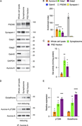 Co-enrichment of Aurora-A and Gstp at the PSD in the mouse brain. (A) Representative immunoblots of biochemical fractions prepared from P14 murine brain lysates. Whole-brain lysate, synaptosome, and detergent-extracted PSD fractions were analyzed with the indicated antibodies. (B) Enrichment index of Aurora-A and Gst isoforms in the PSD fraction. The enrichment index was calculated by dividing the PSD–to–whole-brain lysate ratio of each target protein by the corresponding GAPDH ratio. A value of 1.0 indicates a distribution equivalent to that of GAPDH. PSD95 and synapsin I are shown as positive controls for PSD sequestration but were excluded from the statistical analysis of the Gst/Aurora-A group to maintain variance homogeneity. Significant enrichment of Aurora-A, Gstp1, and Gstp2 was determined by comparing their indices with that of the cytoplasmic isoform Gstm5 (mean ± SEM, n = 3; *P < 0.05; ****P < 0.0001 by one-way ANOVA with Tukey’s post hoc test). (C) Gst-specific activity in biochemical fractions. Activity was measured using CDNB as a substrate and expressed as milliunits per milligram of protein (mU/mg protein). The significant enrichment of enzymatic activity in the PSD fraction confirms the functional presence of Gst isoforms at the postsynaptic scaffold. Significant differences from control levels (*P < 0.05; **P < 0.01) were determined by one-way ANOVA with Tukey’s post hoc test. (D) Representative immunoblot analysis of Aurora-A immunoprecipitates (IP) from the indicated fractions, demonstrating the physical association and modification status of the kinase. (E) Quantification of S-glutathionylated and pT288 Aurora-A levels. Values were normalized to total Aurora-A and expressed relative to levels in total brain lysates (mean ± SEM, n = 5). Significant differences from control levels (**P < 0.01; ***P < 0.001; ****P < 0.0001) were determined by one-way ANOVA followed by Tukey’s multiple comparisons test. Source data are available for this figure: SourceData F4.