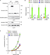 C290 glutathionylation potentiates Aurora-A kinase activity. (A–C) In vitro glutathionylation promotes T288 autophosphorylation and enhances the kinase activity of WT Aurora-A, but not of the C290A mutant. Purified recombinant HA-tagged WT or C290A mutant Aurora-A proteins were subjected to in vitro glutathionylation with oxidized glutathione (GSSG, 10 mM) for 30 min. (A) Immunoblot analysis under nonreducing conditions confirms glutathionylation of WT Aurora-A. Robust T288 autophosphorylation is observed in the presence of GSSG. Total protein loading was confirmed by immunoblotting for total Aurora-A. Glutathione induces dimerization and subsequent autophosphorylation of WT Aurora-A in vitro. Open triangle indicates the dimeric form of Aurora-A detected under nonreducing conditions. (B) Quantification of dimerized, glutathionylated, and pT288 Aurora-A protein levels, normalized to total Aurora-A, and expressed relative to the untreated control (without GSSG) (mean ± SEM, n = 5). Significant differences from the control (****P < 0.0001) were determined by one-way ANOVA followed by Tukey’s multiple comparisons test. IP, immunoprecipitation. (C) Kinase activity of glutathionylated proteins was assessed by a luminescence-based ADP assay. Glutathionylation significantly enhances the kinase activity of WT Aurora-A, whereas the glutathionylation-resistant C290A mutant shows no response. Notably, in the absence of GSSG, the basal kinase activity of the C290A mutant is comparable with that of WT Aurora-A, indicating that the C290A mutation specifically abolishes the redox-responsive “gear-up” without affecting intrinsic catalytic activity. Data are presented as mean ± SEM (n = 5). Statistical significance was assessed using two-way ANOVA (factors: genotype and treatment), followed by Sidak’s multiple comparisons test (*P < 0.05; **P < 0.01). Source data are available for this figure: SourceData F5.