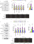 Redox-mediated potentiation of Aurora-A at C290 is required for Aurora-A to reach the full functional threshold for synapse assembly. Cortical neurons from murine E14 embryos were cultured and infected with adenovirus vectors expressing the indicated molecules after 5 days. (A and B) Gain-of-function analysis under overexpression conditions. (A) Representative immunoblots for the expression of the indicated molecules. β-Actin serves as a loading control. (B) Quantification of Erk phosphorylation (phospho-Erk/total Erk) and synaptic markers (synapsin I, synaptophysin, PSD95, and GluA1). All values are normalized to β-actin and relative to mock-transfected controls (mean ± SEM, n = 5). Statistical significance (*P < 0.05; **P < 0.01; ***P < 0.001; ****P < 0.0001; n.s., not significant, P > 0.05) was determined separately for each dataset using one-way ANOVA followed by Tukey’s multiple comparisons test. Pairwise comparisons among all indicated conditions were performed, and key comparisons relevant to the mechanistic interpretation (e.g., WT vs C290A) are shown. (C and D) Stoichiometry-dependent masking of the C290A deficit. (C) Representative photomicrographs of cultured cortical neurons (DIV14–16) immunostained for PSD95 (green) and synapsin I (red). Colocalization panels highlight double-positive puncta (bottom panels; black) identified as synapses (see Fig. S4, A and B). Scale bar, 10 μm. (D) Quantification of synapse density (synapse numbers per unit dendrite length). Statistical significance (*P < 0.05; ****P < 0.0001) was determined separately for each dataset using one-way ANOVA followed by Tukey’s multiple comparisons test. Pairwise comparisons among all indicated conditions were performed, and key comparisons relevant to the mechanistic interpretation are shown. Notably, the synaptogenic effect of the C290A mutant was significantly weaker than that of WT Aurora-A, although partial activity remained detectable under overexpression conditions. (E–H) Rescue of synapse formation defects in Aurora-A–depleted neurons. Endogenous Aurora-A was depleted using targeted shRNAs, and the neurons were then rescued with the indicated shRNA-resistant Aurora-A variants. (E) Representative immunoblots of the rescue experiments where endogenous Aurora-A was depleted by shRNA and replaced with the indicated variants. β-Actin serves as a loading control. (F) Densitometric quantification of the rescue efficiency. The analysis confirms that endogenous Aurora-A is effectively silenced and replaced by exogenous variants at near-physiological levels (∼1:1 stoichiometry), providing a sensitive platform to evaluate the C290 switch without the confounding effects of mass action. Significant differences from the control (*P < 0.05; **P < 0.01; ***P < 0.001; ****P < 0.0001) were determined by one-way ANOVA followed by Tukey’s multiple comparisons test. (G) Representative images of Aurora-A–depleted neurons rescued with the indicated variants. Merged panels show PSD95 (green) and synapsin I (red) colocalization; black masks in the bottom panels represent identified synaptic puncta. Scale bar, 10 μm. (H) Quantification of synapse density. In contrast to the full rescue observed with WT and T288D, the C290A mutant fails to sustain the robust synaptogenic program required for full maturation, acting as a functional hypomorph under physiological conditions. Significant differences (*P < 0.05; **P < 0.01) were determined by one-way ANOVA with Tukey’s post hoc test. Source data are available for this figure: SourceData F6.