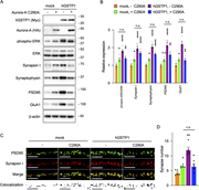 Human GSTP1 enhances synaptogenesis via Aurora-A activation. Overexpression of hGSTP1 promotes synaptic marker expression. (A) Representative immunoblots of the indicated proteins. Cortical neurons were co-electroporated with plasmids expressing HA-tagged Aurora-A C290A mutant and Myc-tagged hGSTP1. Expression of hGSTP1 and the T288D mutant, as well as levels of phosphorylated ERK and various synaptic markers, were analyzed. β-Actin serves as a loading control. (B) Quantification of ERK phosphorylation (phospho-ERK/total ERK), presynaptic markers synapsin I and synaptophysin, and postsynaptic markers PSD95 and GluA1. All values are normalized to β-actin and relative to mock-transfected controls without GSTP1 expression (mean ± SEM, n = 3). Significant differences from the control (*P < 0.05; **P < 0.01; ****P < 0.0001; n.s., not significant, P > 0.05) were determined by one-way ANOVA followed by Tukey’s multiple comparisons test. (C and D) Expression of hGSTP1 upregulates synapse formation. Representative images (C) of cortical neurons (DIV14–16) electroporated with HA-tagged Aurora-A C290A mutant and Myc-tagged hGSTP1, double-immunostained for PSD95 and synapsin I. Colocalization panels show synaptic puncta (bottom panels; black) as double-positive signals (see Fig. S4, A and B). Scale bar, 10 μm. Quantification shows the number of synapses per unit dendritic length in D. Significant differences (*P < 0.05; **P < 0.01; n.s., not significant, P > 0.05) were determined by one-way ANOVA followed by Tukey’s post hoc test for all pairwise comparisons, including those between mock-transfected controls, GSTP1 alone, Aurora-A C290A alone, and the combination of GSTP1 and Aurora-A C290A. Note that while the Aurora-A C290A mutant itself promotes synapse formation, this effect is not further augmented by co-expression of GSTP1 (P > 0.05, Aurora-A C290A vs Aurora-A C290A + GSTP1). Source data are available for this figure: SourceData F8.