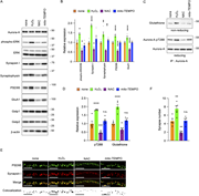 Redox-dependent regulation of Aurora-A glutathionylation and synaptogenesis. Impact of redox reagents on synaptic marker expression. (A) Representative immunoblots for the indicated proteins, confirming the effects of the oxidant H2O2, the general antioxidant N-acetylcysteine (NAC), and the mitochondria-targeted antioxidant mito-TEMPO. β-Actin serves as a loading control. (B) Quantification of ERK phosphorylation (phospho-ERK/total ERK), presynaptic markers synapsin I and synaptophysin, and postsynaptic markers PSD95 and GluA1. All values are normalized to β-actin and relative to mock-treated controls (mean ± SEM, n = 3). Significant differences from the control (*P < 0.05; **P < 0.01; ****P < 0.0001) were determined by one-way ANOVA followed by Tukey’s multiple comparisons test. (C and D) ROS-induced Aurora-A glutathionylation and activation. (C) Representative immunoblot analysis of Aurora-A immunoprecipitates. (D) Quantification of glutathionylated and pT288 Aurora-A levels, normalized to total Aurora-A and relative to control levels (mean ± SEM, n = 3). Significant differences from the control (*P < 0.05; ***P < 0.001; ****P < 0.0001; n.s., not significant, P > 0.05) were determined by one-way ANOVA followed by Tukey’s multiple comparisons test. (E and F) Synaptogenesis is regulated by non-mitochondrial ROS. Representative images (E) of cortical neurons (DIV14–16) treated with the indicated drugs and double-immunostained for PSD95 and synapsin I. Colocalization panels show synaptic puncta (bottom panels; black) as double-positive signals (see Fig. S4, A and B). Scale bar, 10 μm. Quantification shows the number of synapses per unit dendritic length in F. Significant differences (**P < 0.01; n.s., not significant, P > 0.05) were determined by one-way ANOVA with Tukey’s post hoc test. Notably, while the oxidant H2O2 promotes synapse formation and the general antioxidant NAC inhibits it, the mitochondrial-specific scavenger mito-TEMPO has no significant effect, indicating that ROS from sources other than mitochondria regulate this process. Source data are available for this figure: SourceData F9.