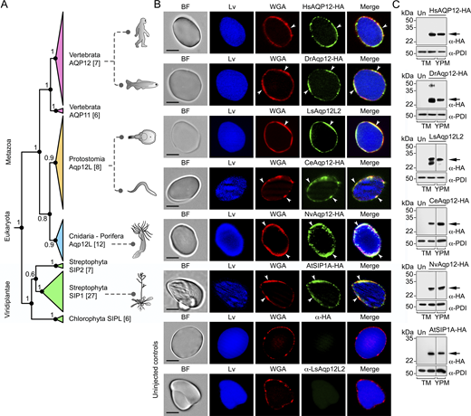 A multi-panel image of AQP12-like orthologs in various species and their localization in X. laevis oocytes.