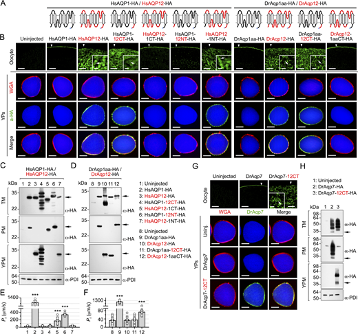 A multi-panel image related to the study of aquaporin intracellular trafficking and targeting signals in X. laevis oocytes.
