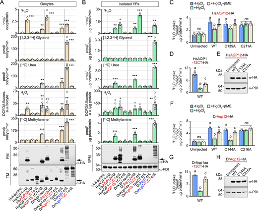A multi-panel image depicts permeability and inhibition of aquaporin channels.