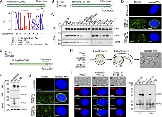 A multi-panel image illustrating the identification of a yolk platelet targeting signal in vertebrate AQP12.
