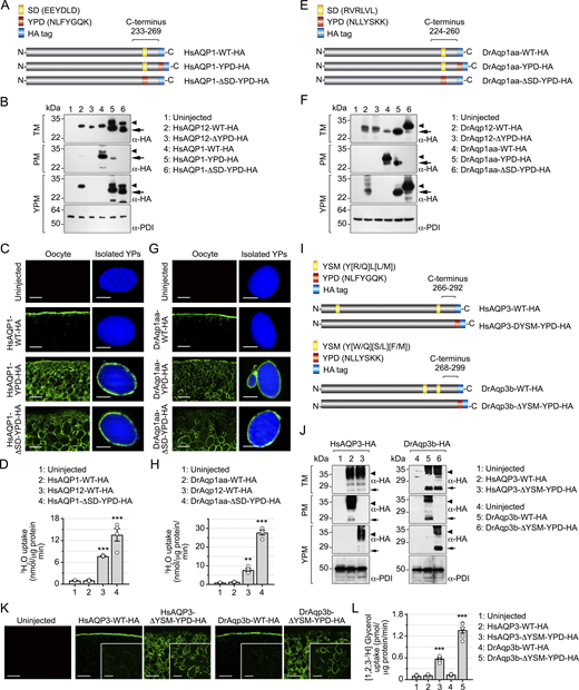 A multi-panel image showing aquaporin constructs and their localization.