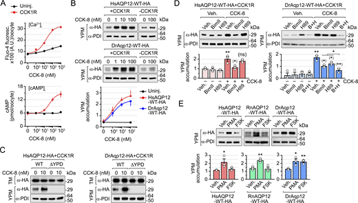 A multi-panel image depicts the effects of CCK-8 on calcium and cAMP levels, and AQP12 channel targeting in X. laevis oocytes.