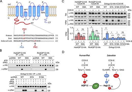 A multi-panel image of AQP12 monomer and phosphorylation analysis.