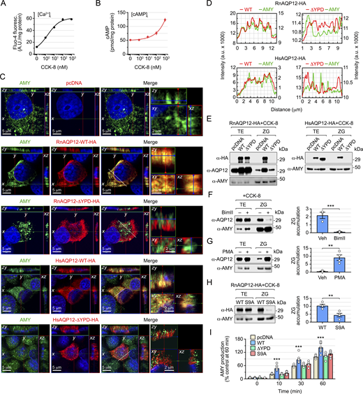 A multi-panel image depicts the effects of CCK-8 on AR42J cells, showing calcium and cAMP accumulation, protein localization, and secretion.