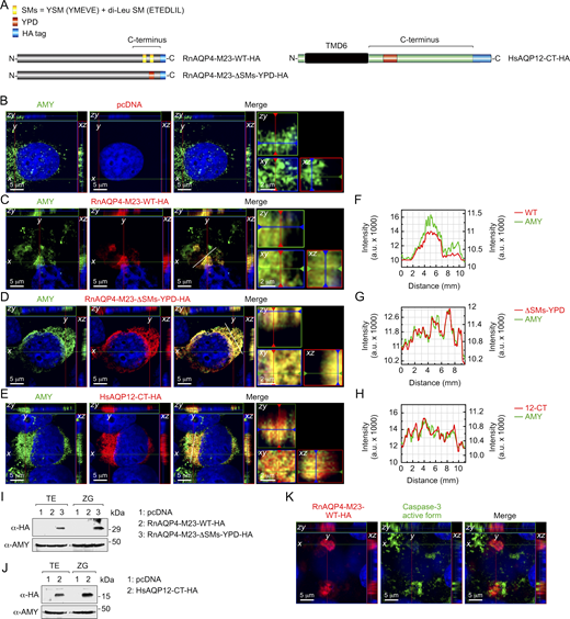 A multi-panel image showing protein constructs and their localization in cells.