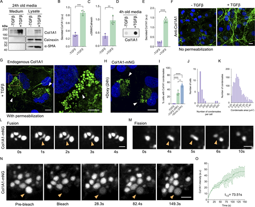 A multi-panel image depicts the effects of TGF-beta on collagen synthesis and condensate formation in LX-2 cells.