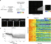 A multi-panel image depicts macrophage energy metabolism analysis.
