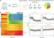A two-part image depicts macrophage energy metabolism profiles.