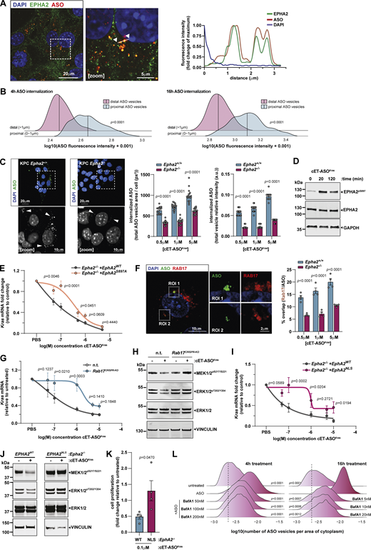 A multi-panel image depicts the intrcellular trafficking of ASOs and the consequences of disrupting ASO trafficking on KRAS expression