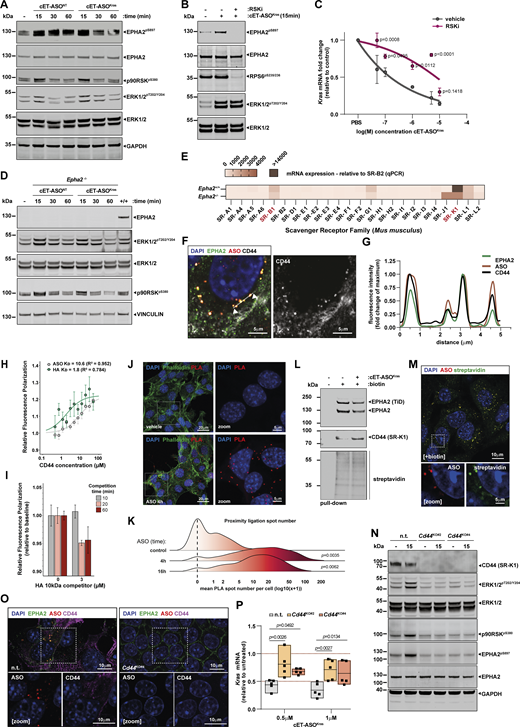A multi-panel image showing various experiments on EPHA2 and ASO uptake in KPC cells, and the interaction of CD44 with ASOs