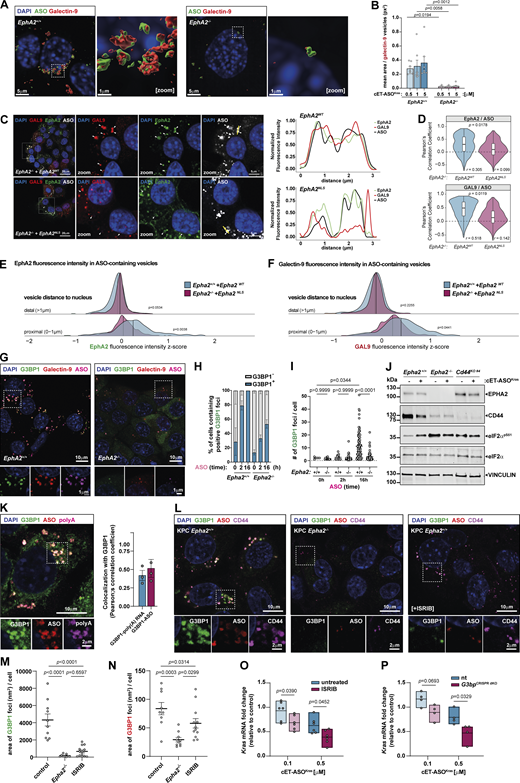 A multi-panel image is related to the study of EPHA2 and its role in the trafficking of cET-ASOs to leaky endosomes.